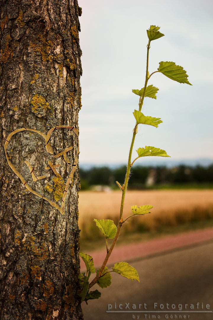 Love Tree