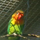 Lovebird