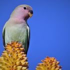 Lovebird auf der Aloe