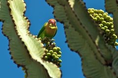 Lovebird auf Kaktus