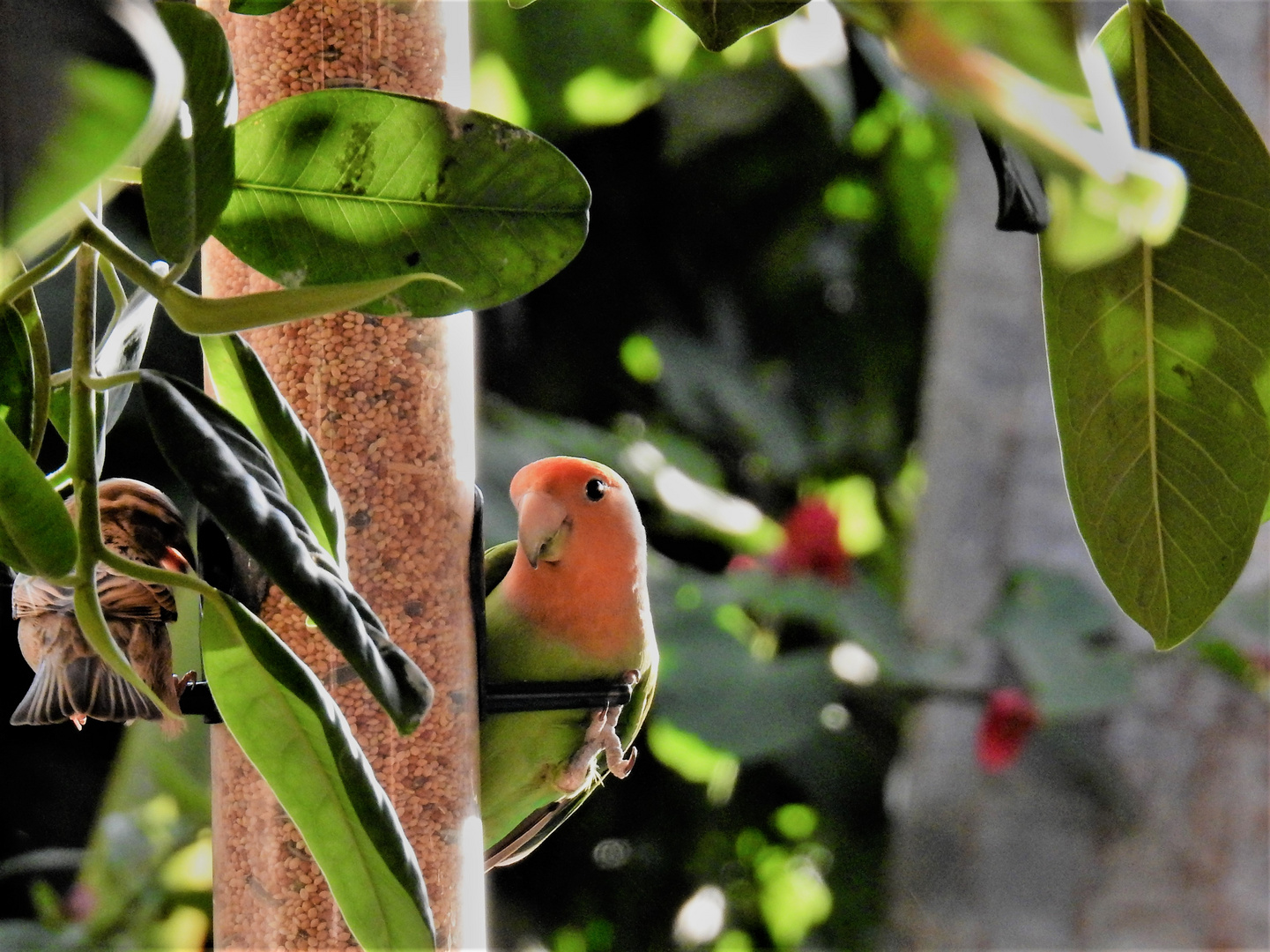 Lovebird im Gartendjungel