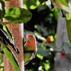 Lovebird im Gartendjungel