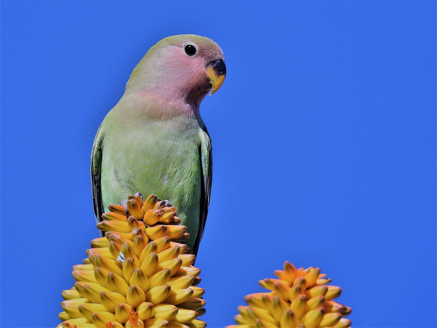 Lovebird in Blue