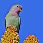 Lovebird in Blue