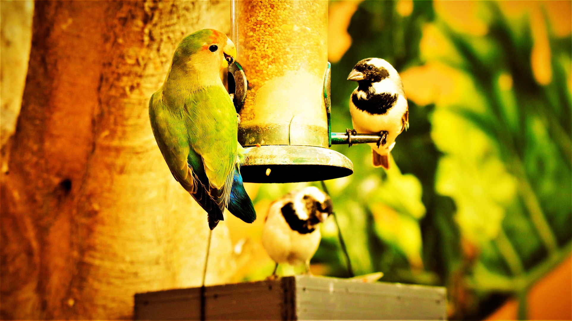 Lovebird trifft Capesparrow