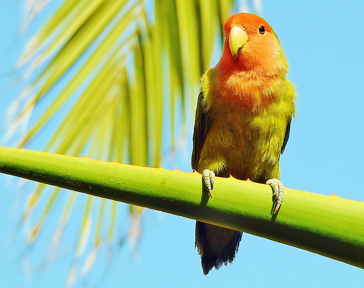 Lovebird vor meinem Fenster