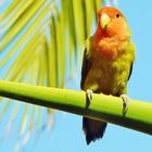 Lovebird vor meinem Fenster