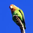 Lovebird...kleiner Kobold...