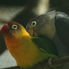 lovebirds