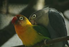 lovebirds