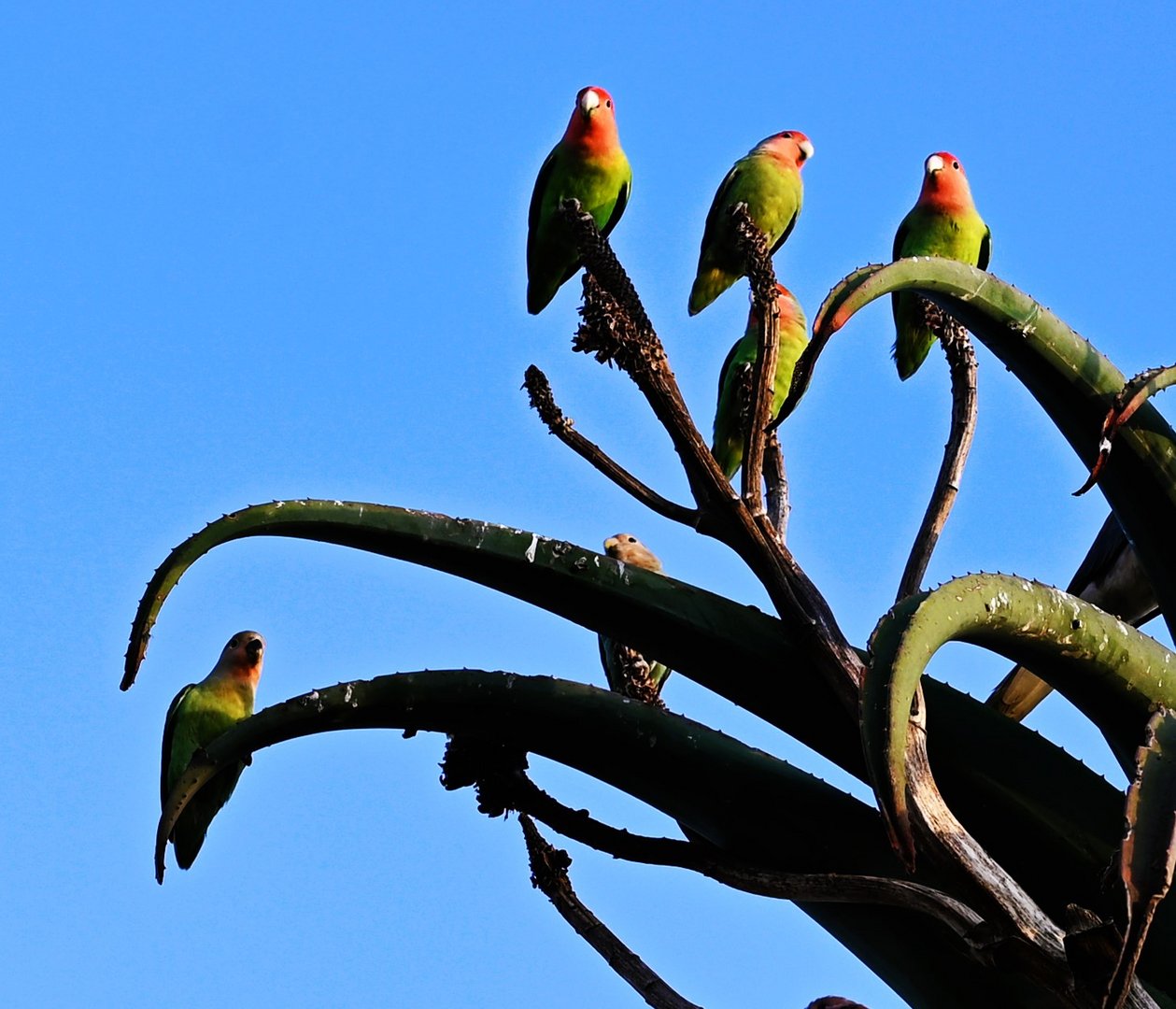 Lovebirds am blauen Montag.Himmel