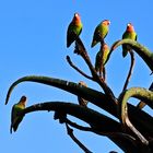 Lovebirds am blauen Montag.Himmel