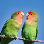 Lovebirds (Rosenpapagei)