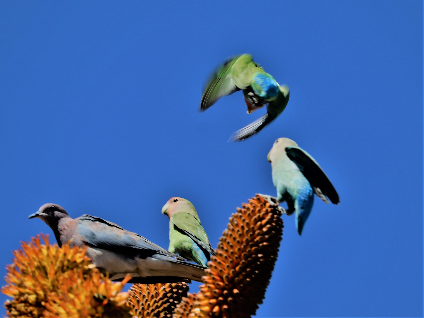 Lovebirds  zu Tisch