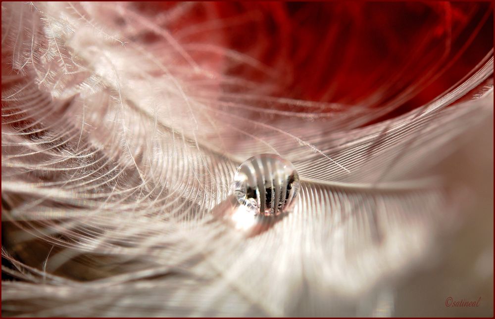 Lovée au coeur des plumes