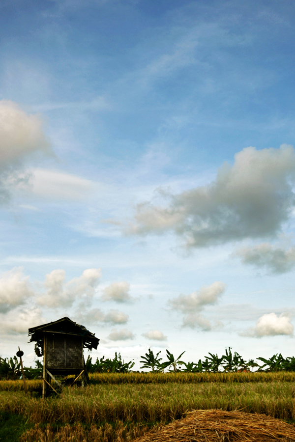 Lovely Afternoon in Rice Field