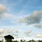 Lovely Afternoon in Rice Field