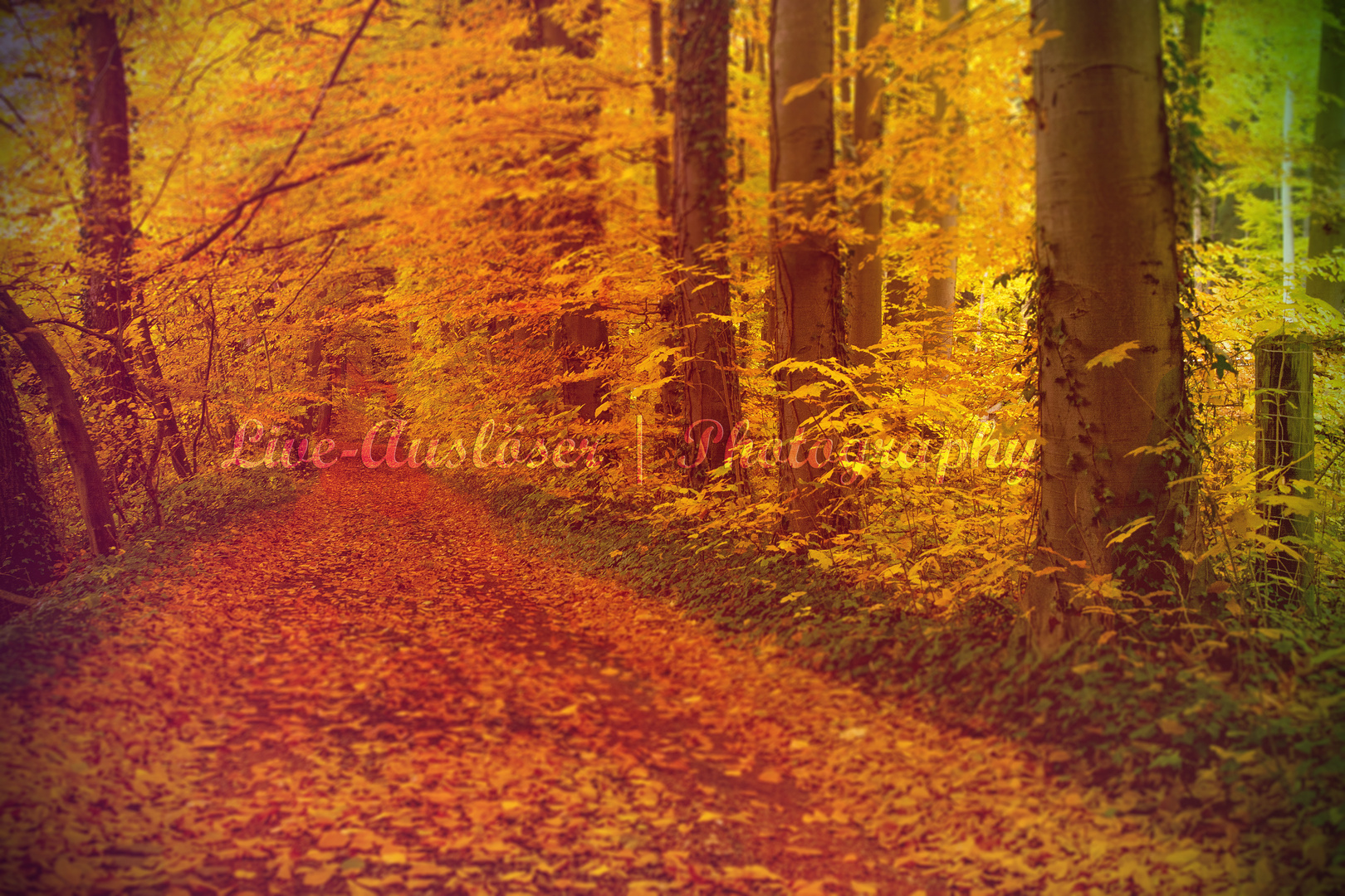 lovely autumn - ein Herbswald im Oktober