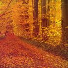 lovely autumn - ein Herbswald im Oktober