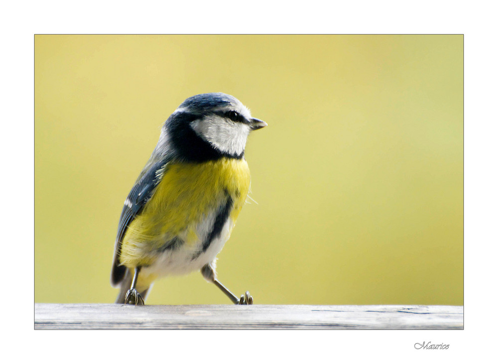 Lovely blue tit