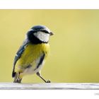 Lovely blue tit