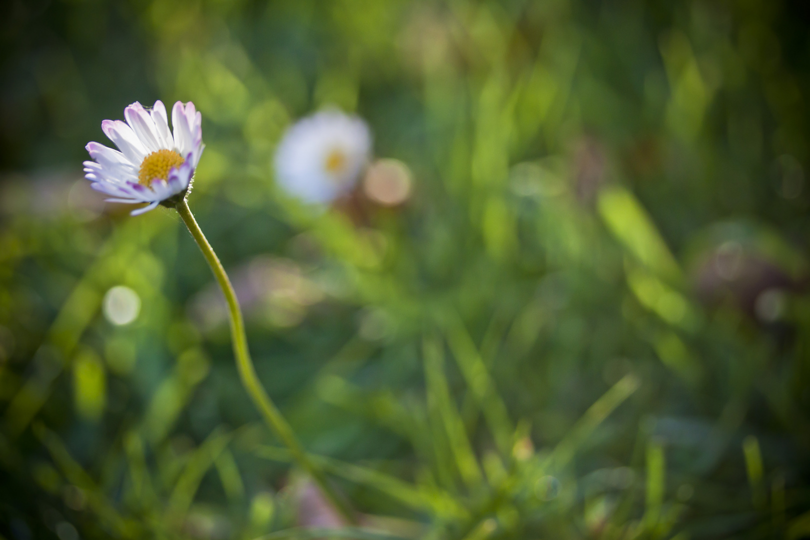 Lovely Daisy