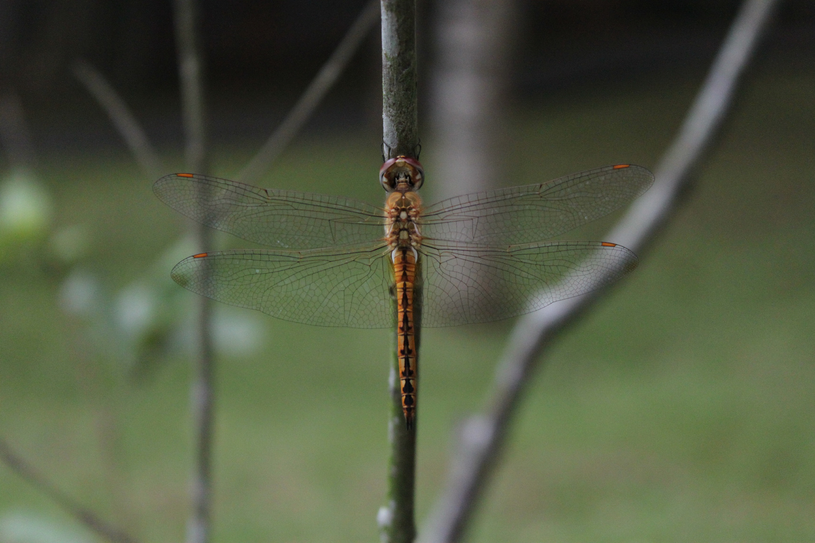 Lovely Dragonfly