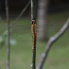 Lovely Dragonfly