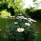 lovely flowers