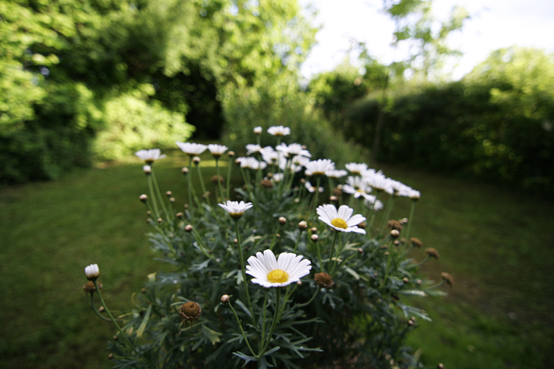 lovely flowers