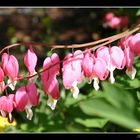 Lovely Flowers