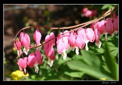 Lovely Flowers