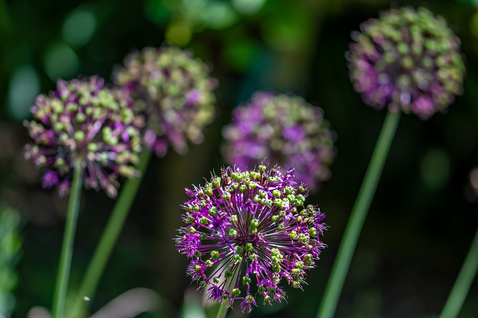 lovely flowers