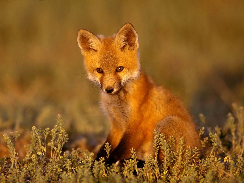 Lovely fox