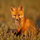 Lovely fox