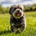 Lovely Havanese