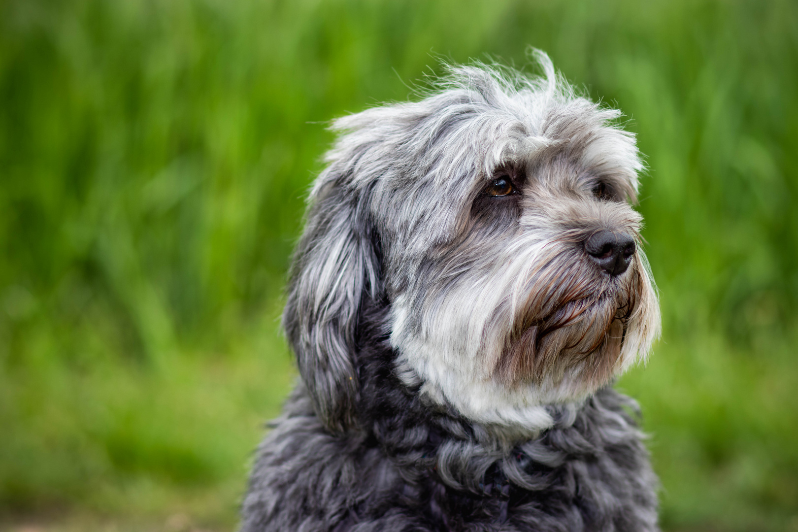 Lovely Havanese_02