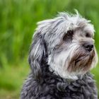 Lovely Havanese_02