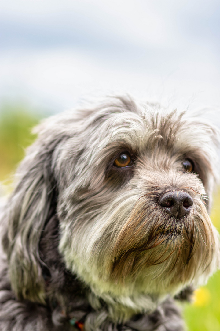 Lovely Havanese_03