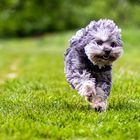 Lovely Havanese_04