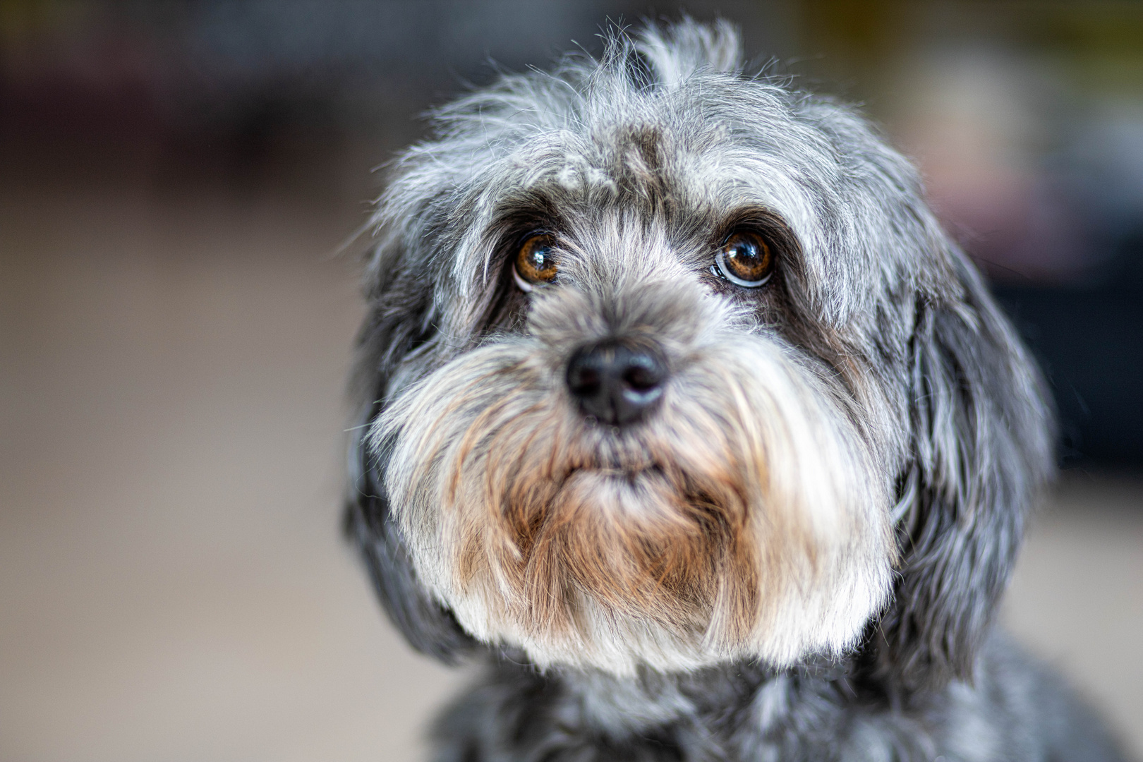 Lovely Havanese_06