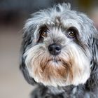 Lovely Havanese_06