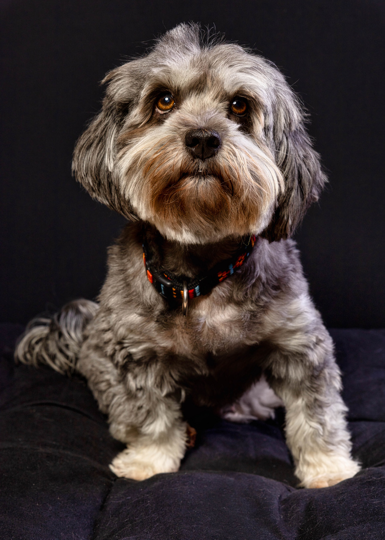 Lovely Havanese_06