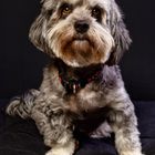 Lovely Havanese_06