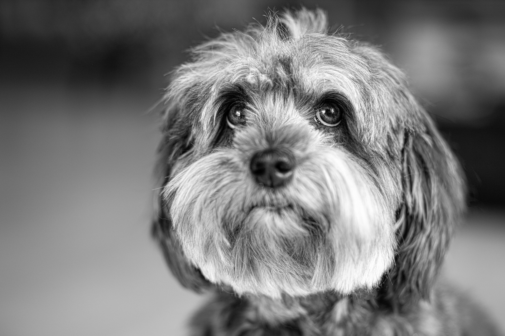 Lovely Havanese_07