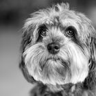 Lovely Havanese_07