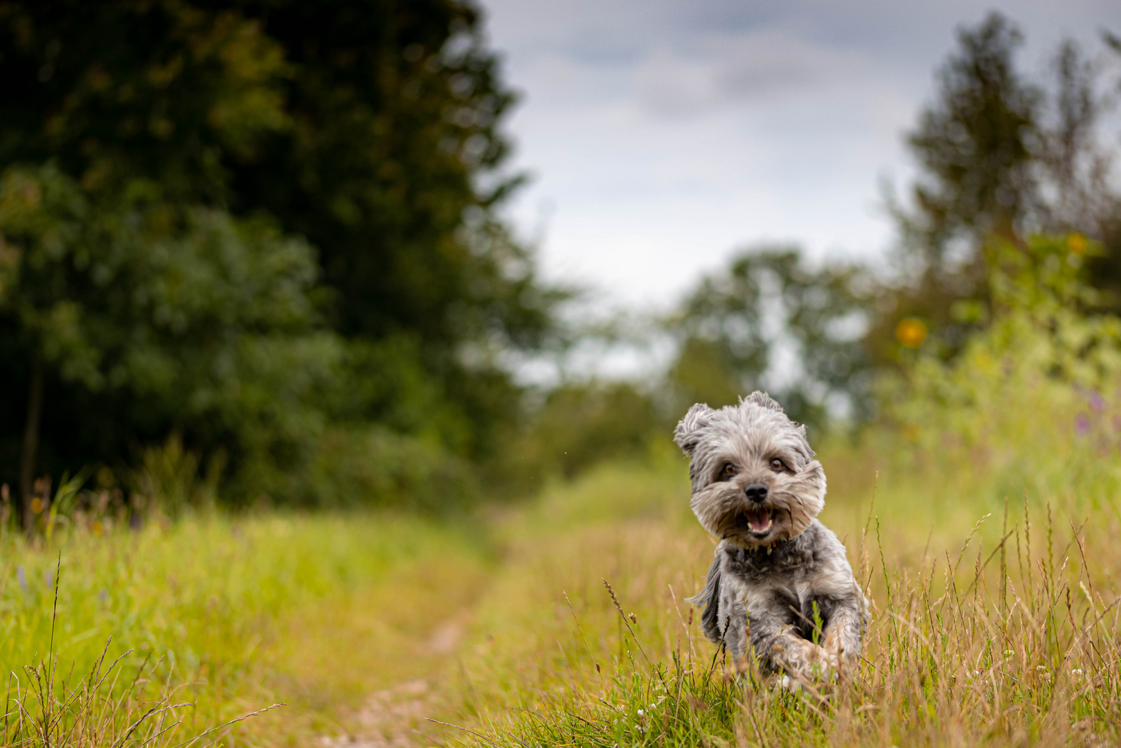 Lovely Havanese_07