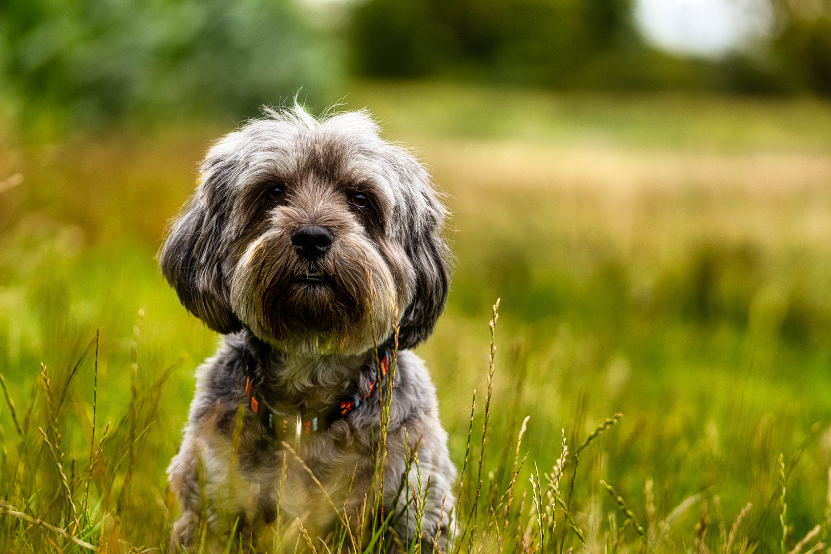 Lovely Havanese_08