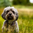 Lovely Havanese_08