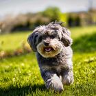 Lovely Havanese_10